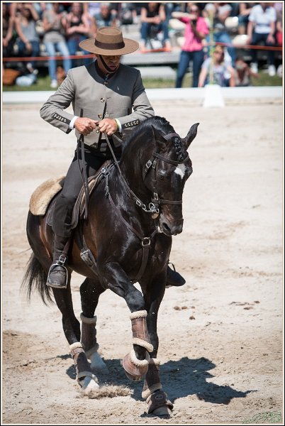 Pferd International 188